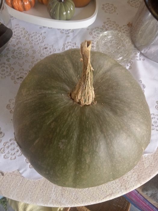Dynia ,dynie z własnej uprawy