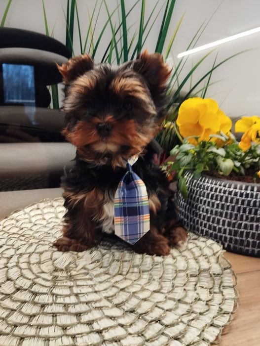 samczyk  Yorkshire terrier z Rodowodem