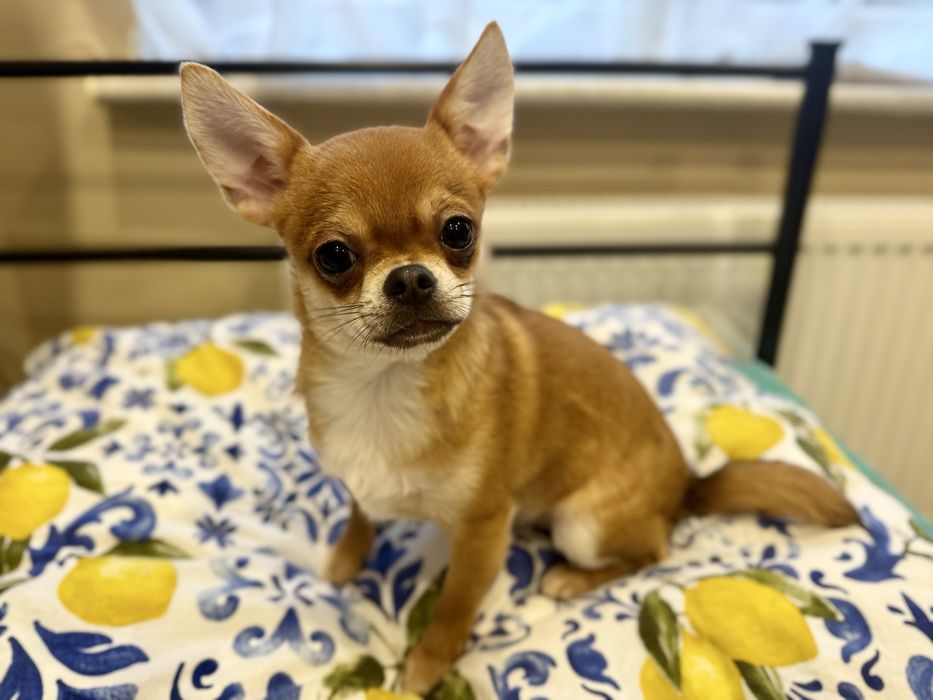 Sunia krótkowłosa chihuahua FCI