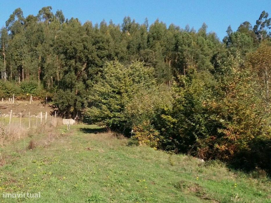 Propriedade c/ várias bouças.