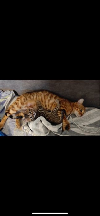 Бенгальські кошенята