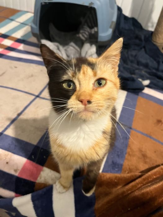 кошеня шукає люблячу родину