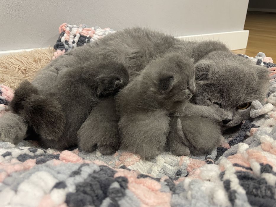 Кошенята Британські