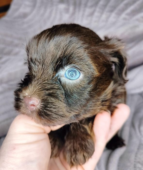 Yorkshire Terrier, choco, piesek