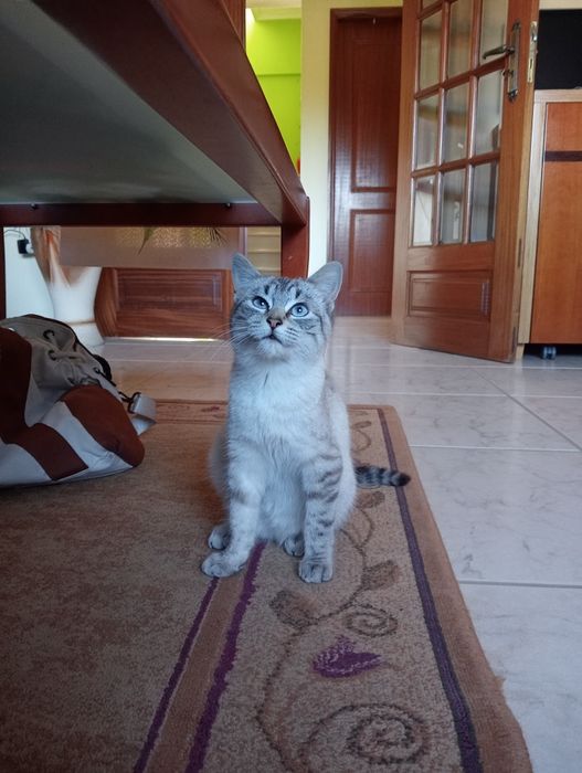 ESTERILIZADA | Gatinha juvenil disponível para adoção responsável