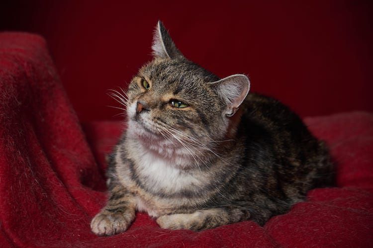 Молоді стерилізовані котики та кицьки