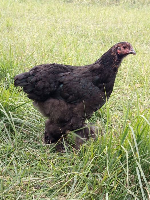 Brahmy olbrzymie