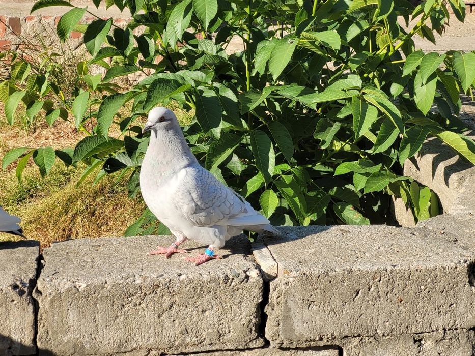 Gołąb gołębie ryś srebrny