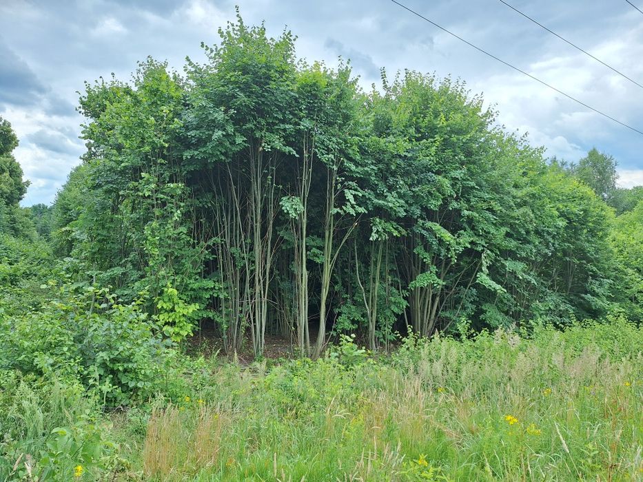 Drzewa do wycięcia na opał, pelet