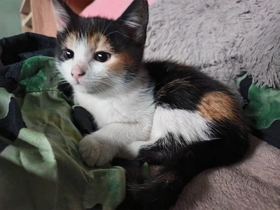 Śliczne kociaki do oddania