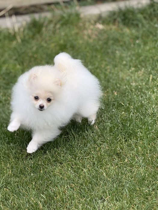 Дівчинка мини  померансько шпіца