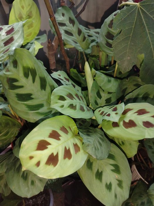 Шикарні яскраві маранти