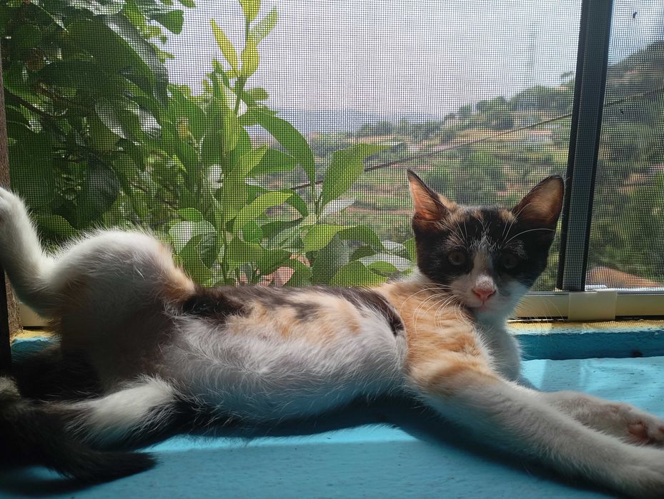 Gatinha tricolor para adopção