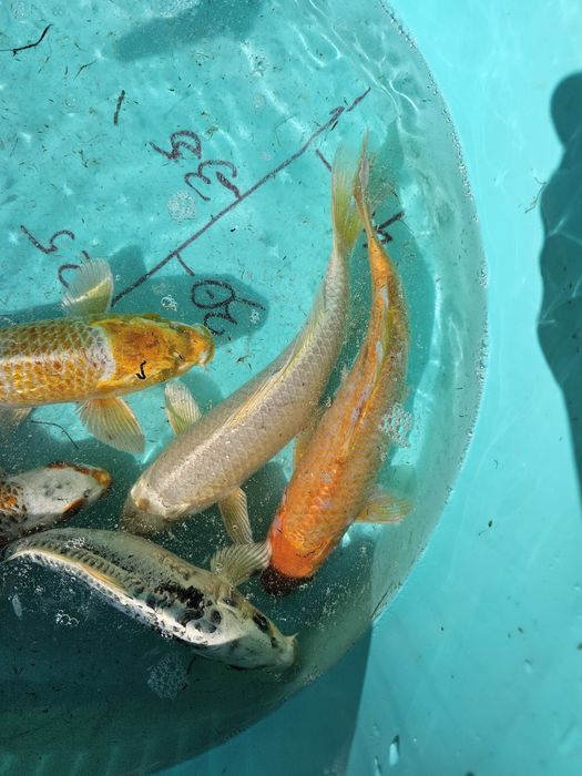 Carpas koi 25-35 cm