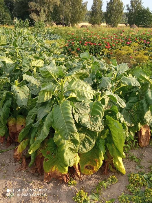 Продам насіння махорки.