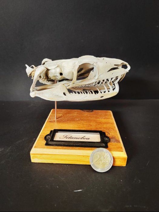 Jibóia titã Crânio- titanoboa