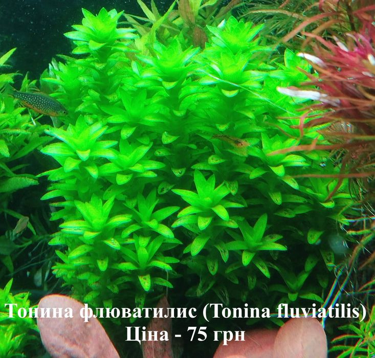 Акваріумні рослини