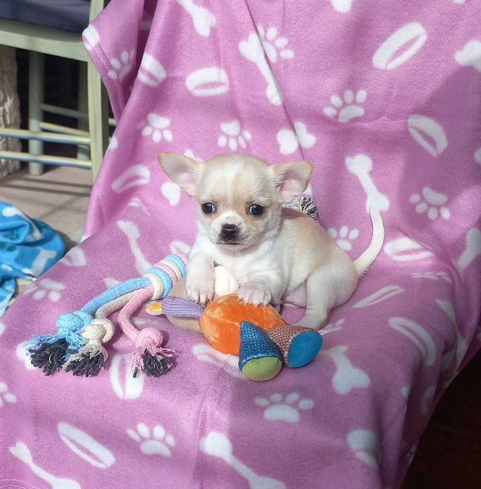 Chihuahua Miniatura