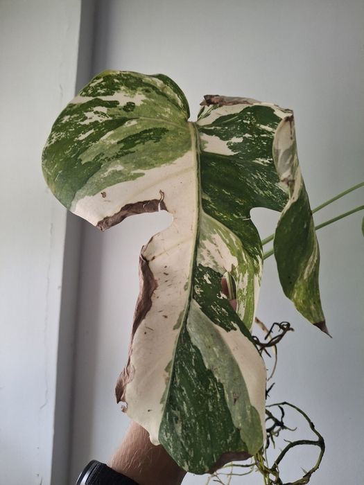 Monstera variagata