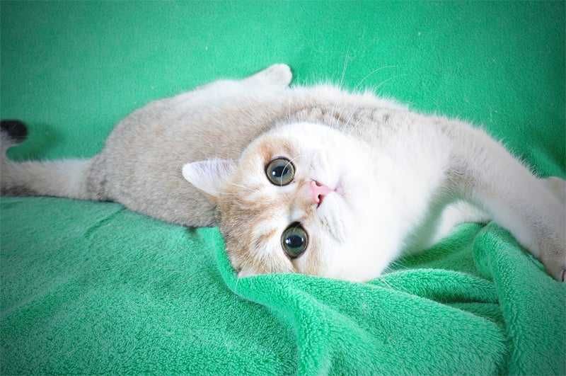 Золотая британская девочка