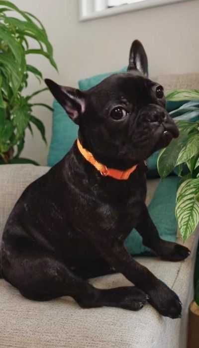 Красивая, породная, чистокровная девочка породы французского бульдога.