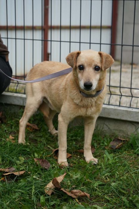 Psinka do adopcji