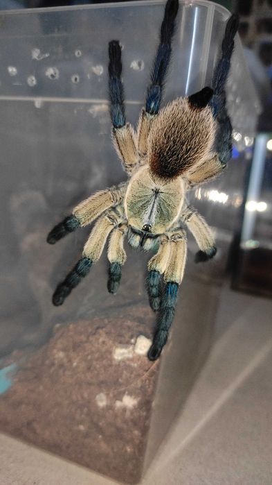 Monocentropus balfouri 1,5-2DC - ptasznik