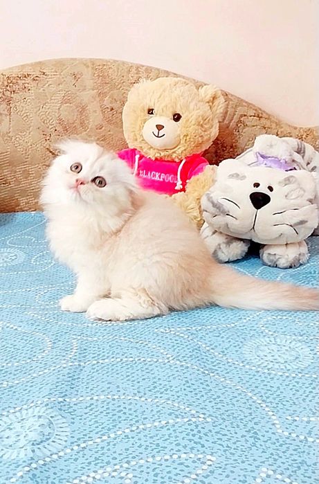 Вислоушка девочка Серебристая малышка