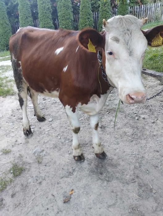 Sprzedam jałówkę