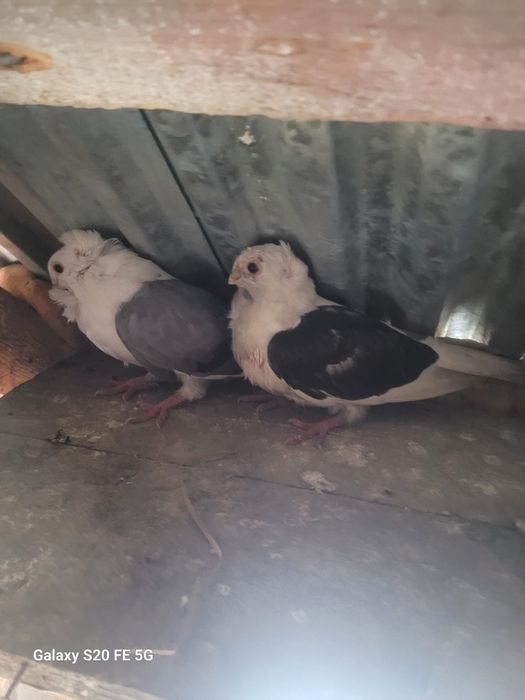 Sprzedam parkę mewki