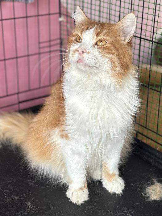 Шовковистий кіт у найкращу сімʼю