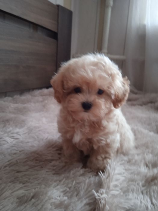 Дівчинка Мальтіпу