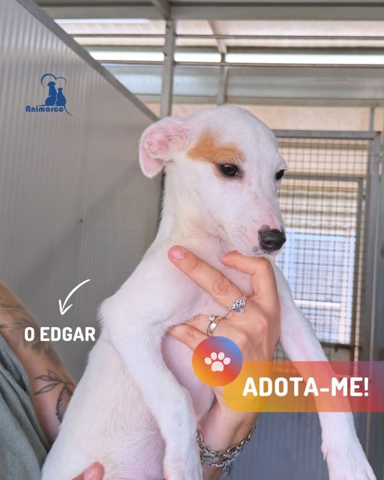 Edgar cachorro para adoção