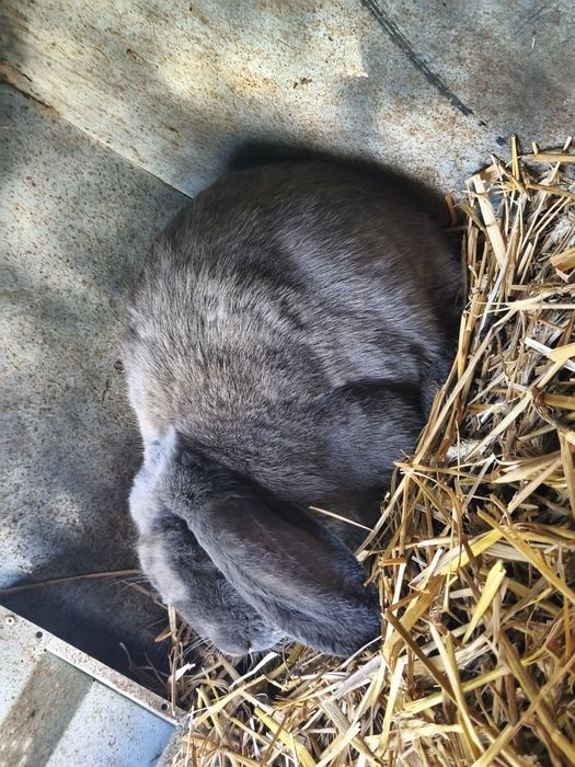 Królik samica BFN rodowód