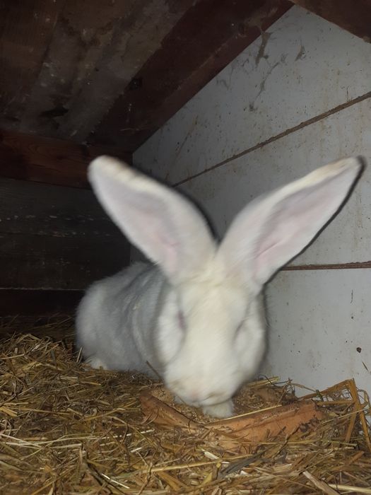 Króliki olbrzymy belgijskie