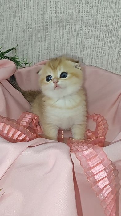 Шикарні висловухі золоті шиншили