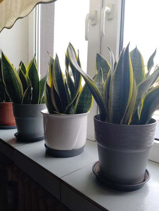 Kwiaty Sansewieria