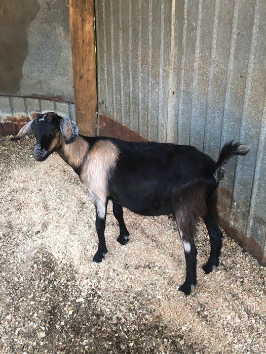 Козочкии козлята