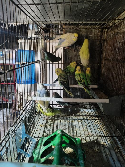 Piriquitos Australianos