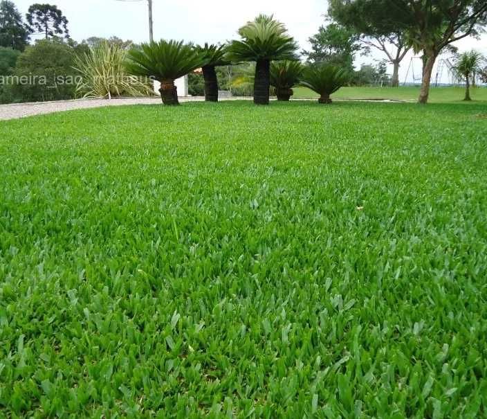 Graminha Brasileira (Aplicação)