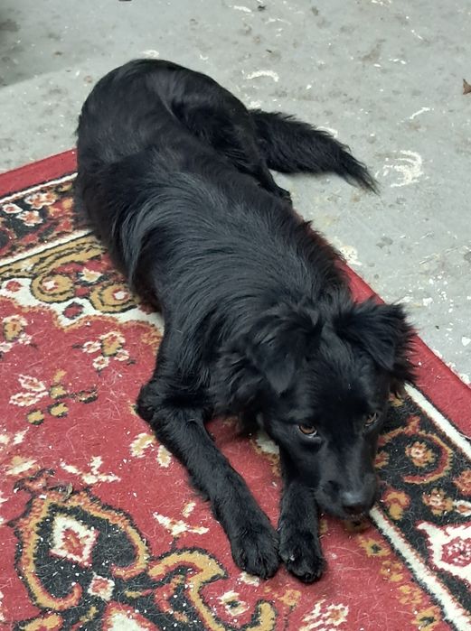 Xena szuka kochającego domku