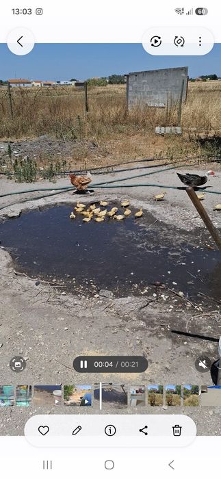 Pato mudo bebés criados ao ar livre