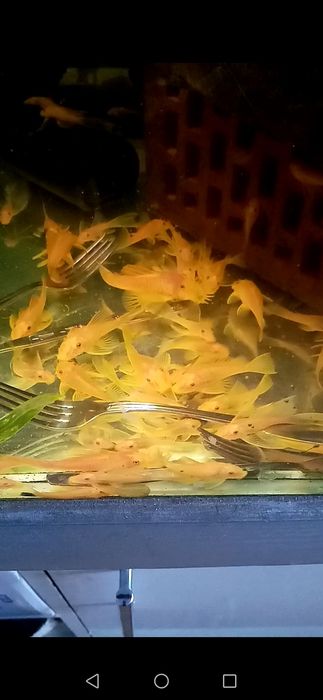 Promocja Zbrojnik l144 Blue eye lemon Gold glonojad