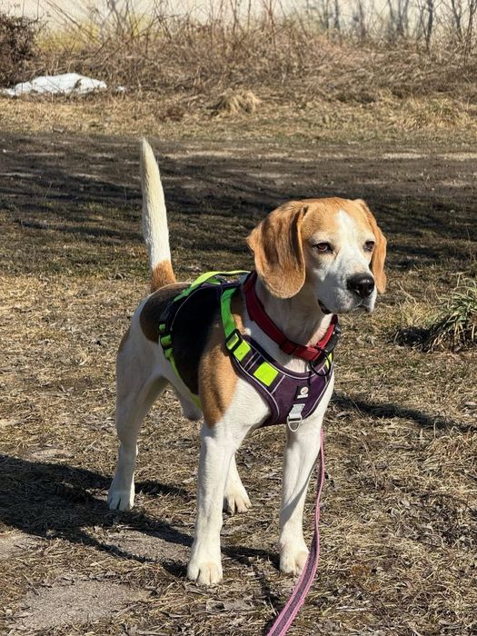 Pies do adopcji , Dżonson