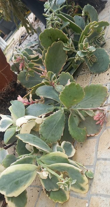 Kalanchoe rosy/ Suculentas