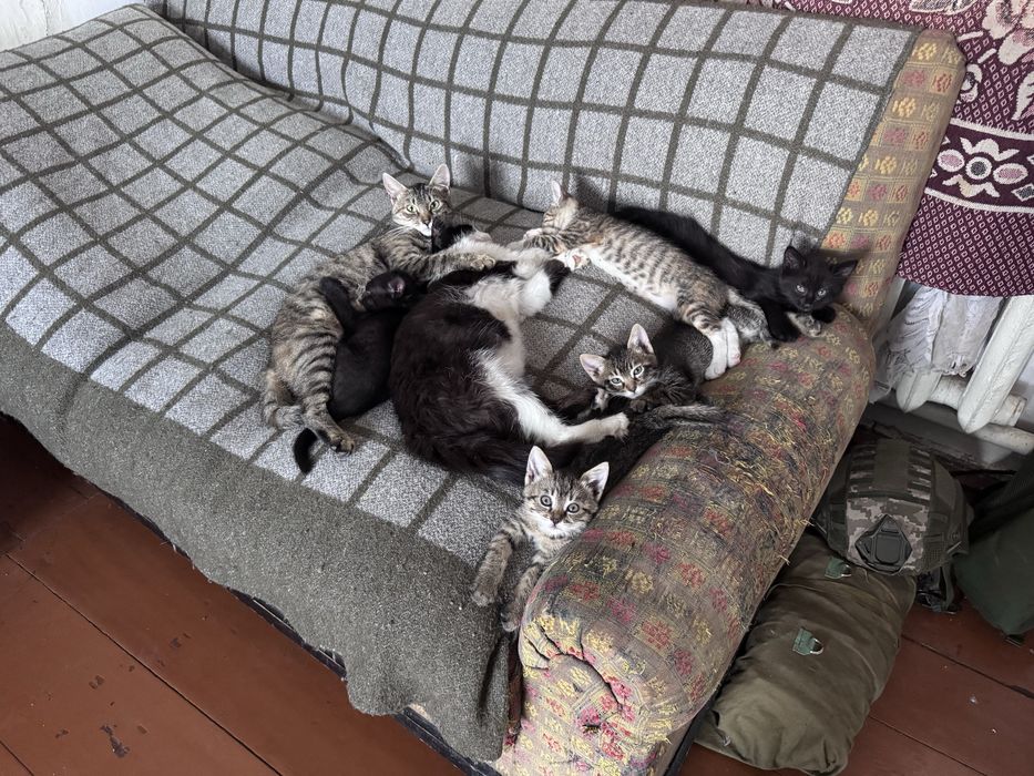Кошенята в добрі руки