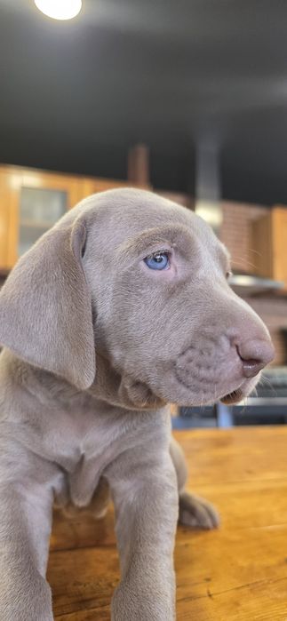 Weimaraner com lop