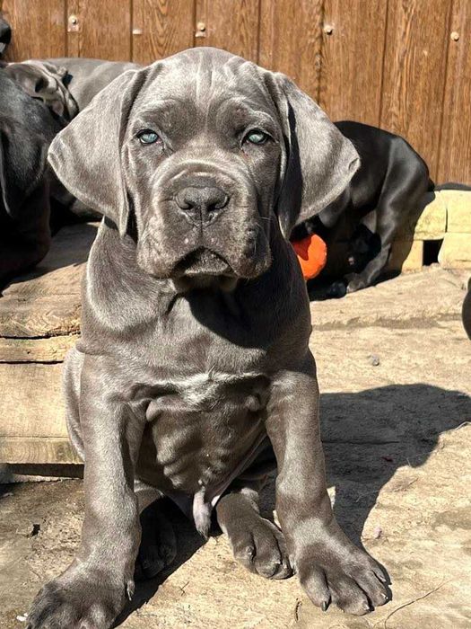 Міць та сила, Кане Корсо, цуценя