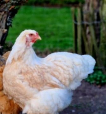 Brahma kogut lemon pyle