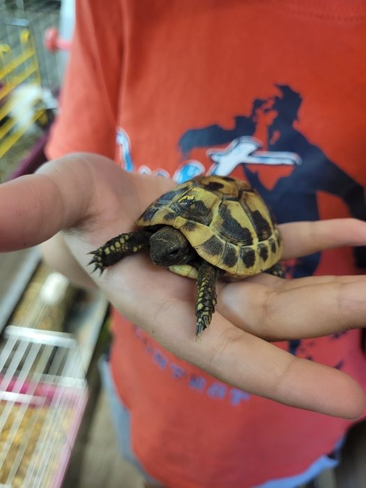 Żółwie chińskie w sprzedaży